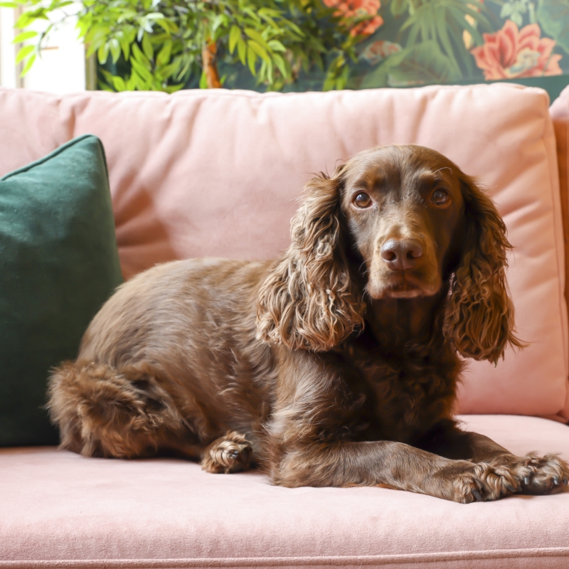 Lexi Pawject manager - Newmarket -800X800